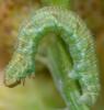 Eupithecia sp.